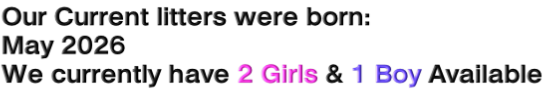 Our Current litters were born: May 2026 We currently have 2 Girls & 1 Boy Available